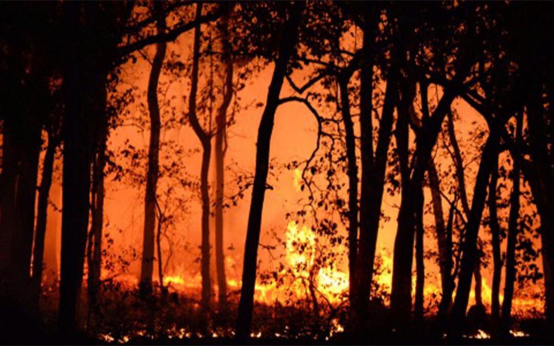 Wildfire Preparedness: 10 Tips to Protect Your Home and Family