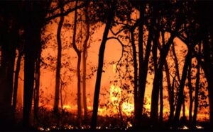 Wildfire Preparedness: 10 Tips to Protect Your Home and Family