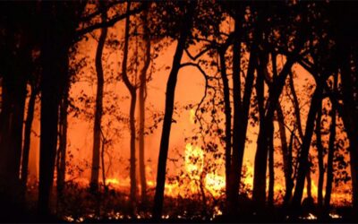 Wildfire Preparedness: 10 Tips to Protect Your Home and Family